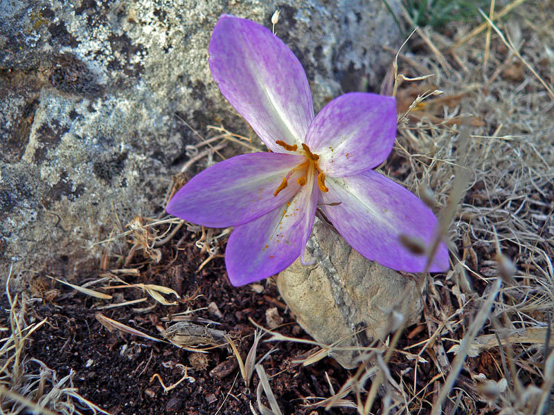 Colchicum cfr. actupii